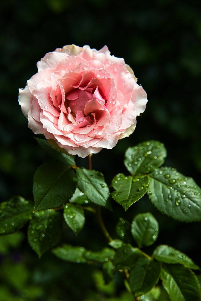Rose nach dem großen Regen