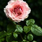 Rose nach dem großen Regen