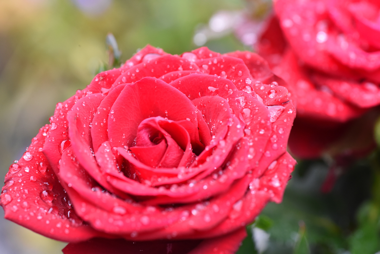 Rose nach dem großen Regen