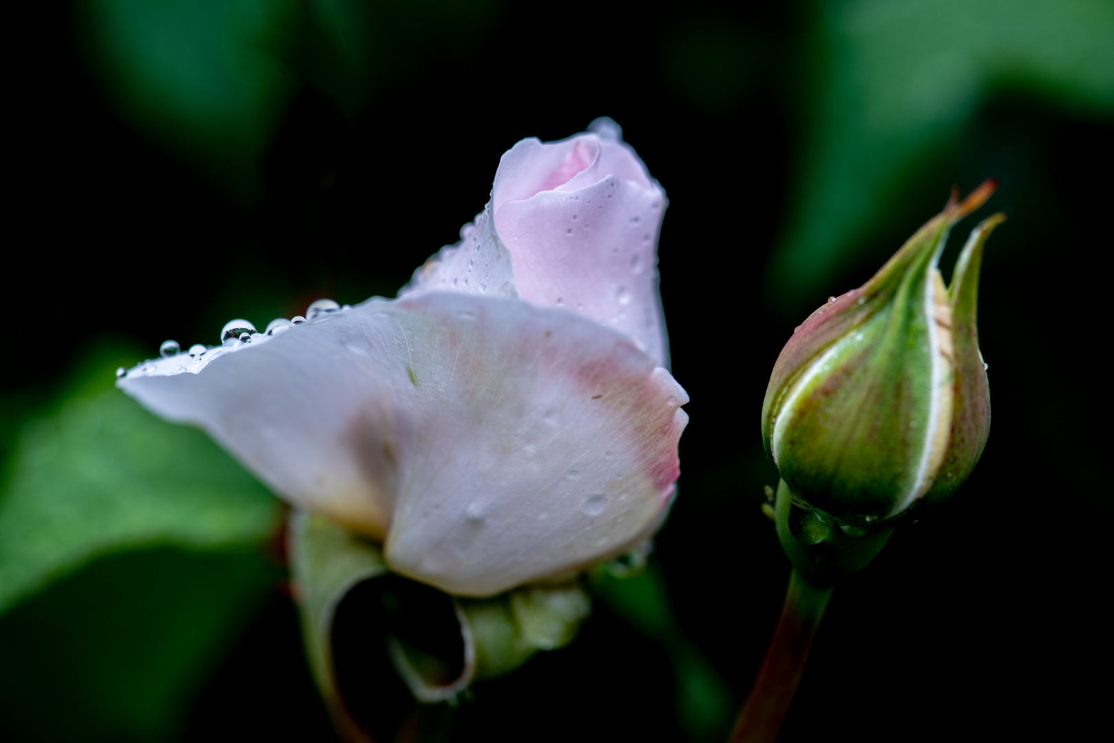 Rose nach dem Regen