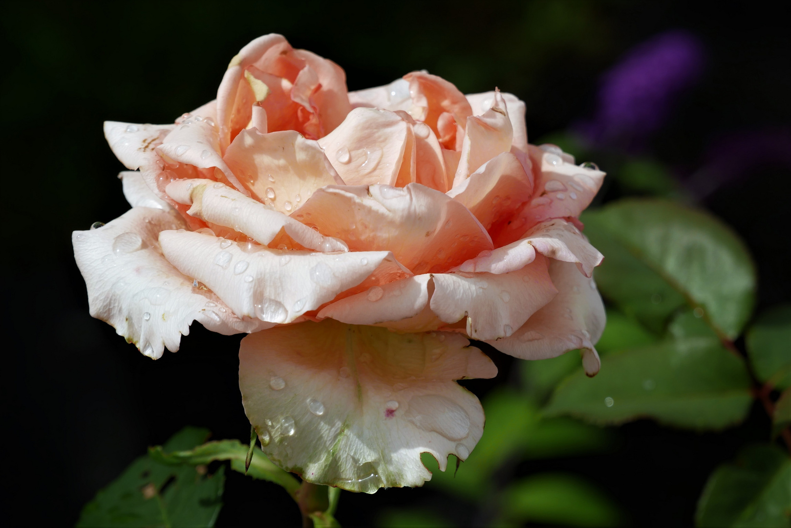 Rose nach dem Regen