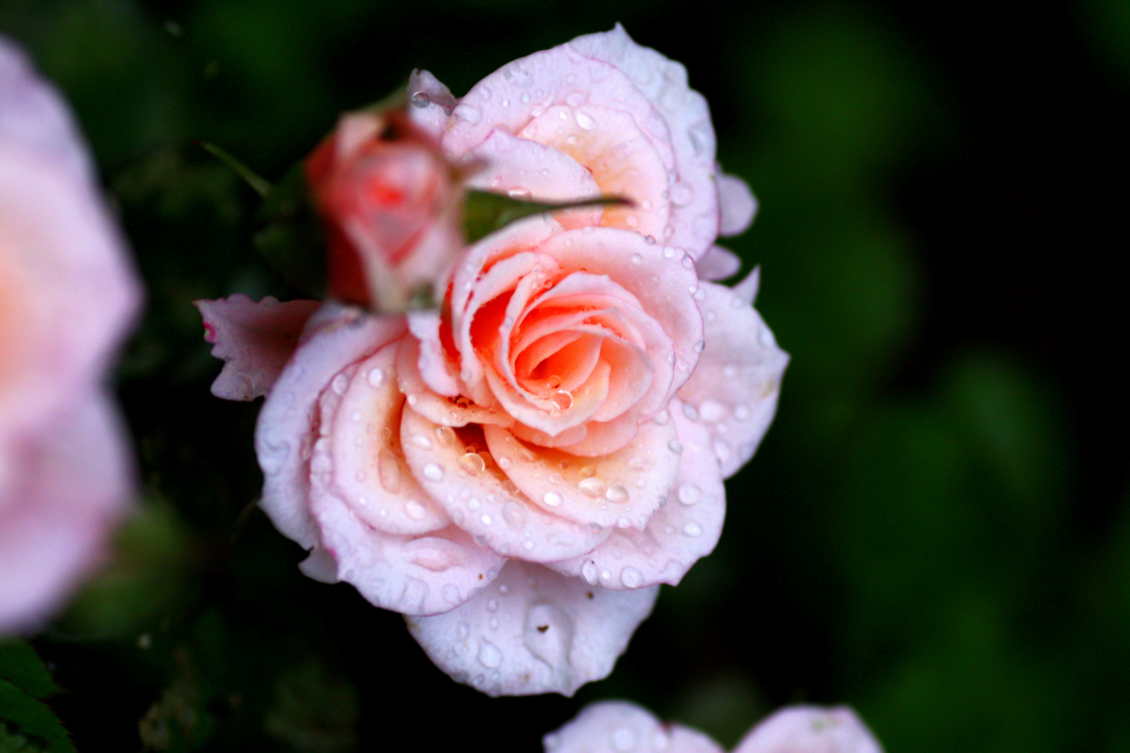 Rose nach dem Regen 2