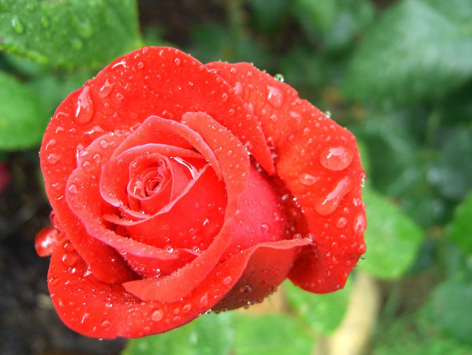 Rose nach dem Regen