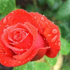 Rose nach dem Regen