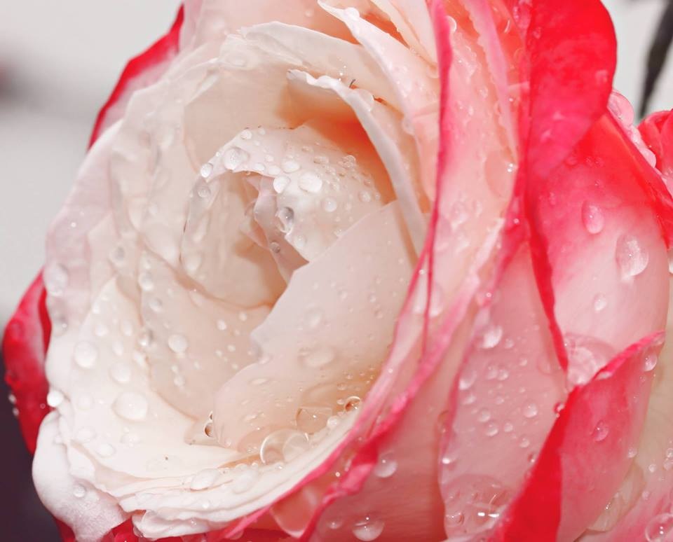 Rose nach dem Regen