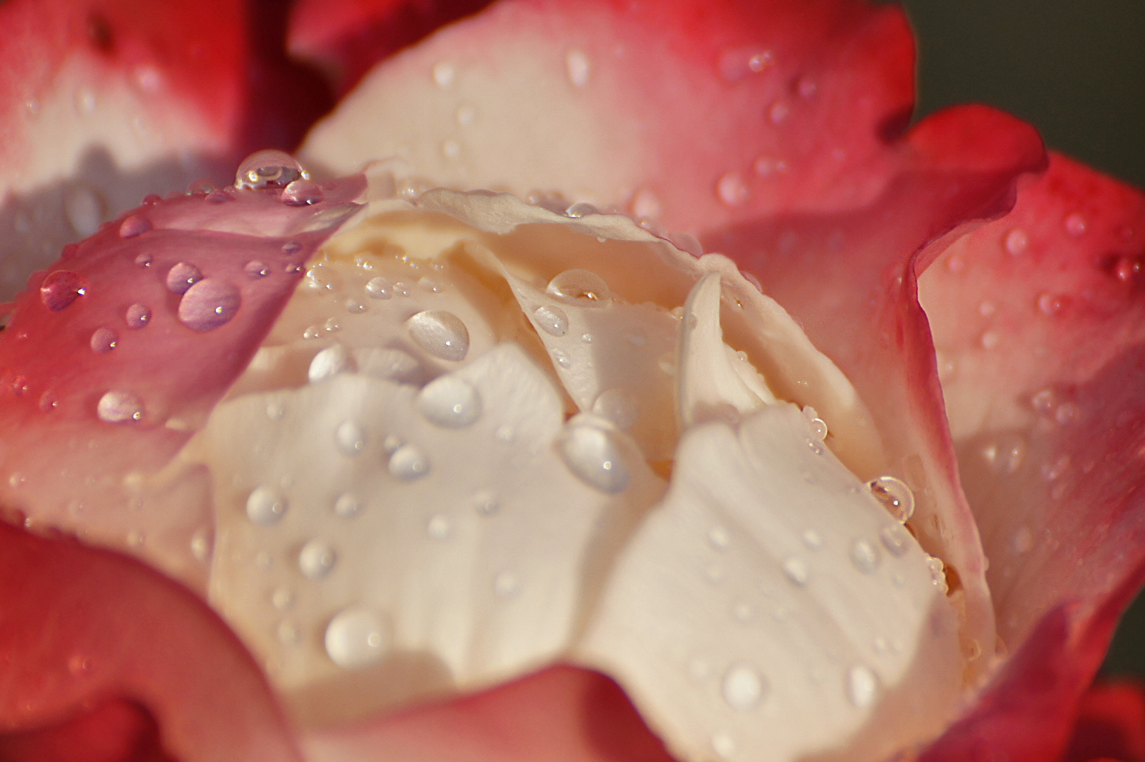 Rose nach dem Regen