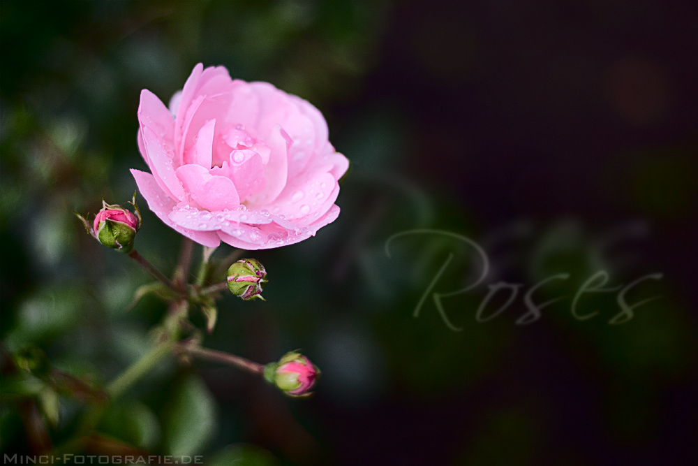 Rose nach dem Regen