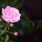 Rose nach dem Regen