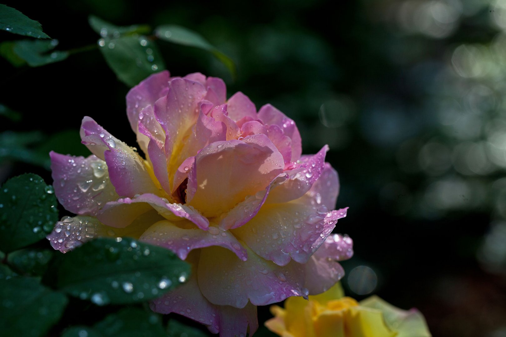 Rose nach dem Regen