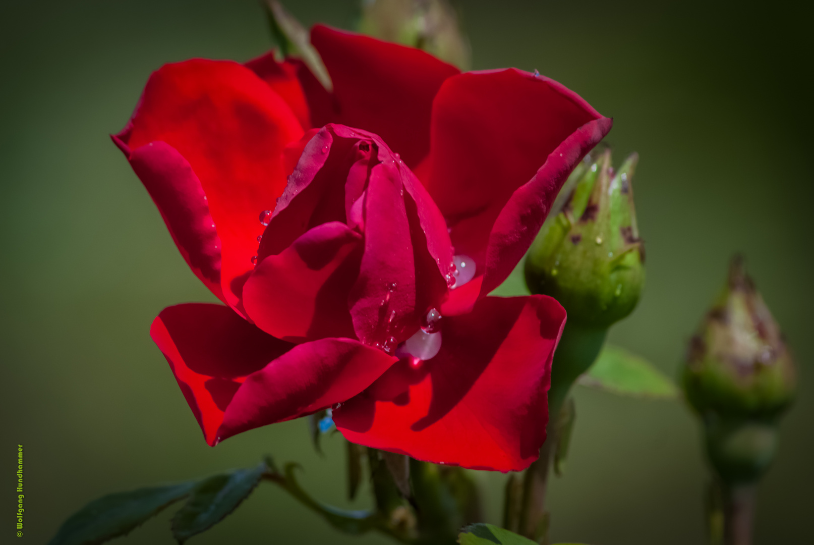 Rose nach dem Regen...