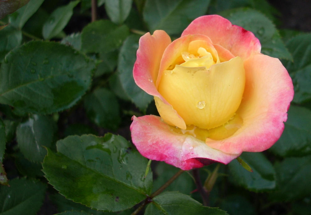 Rose nach dem Regen