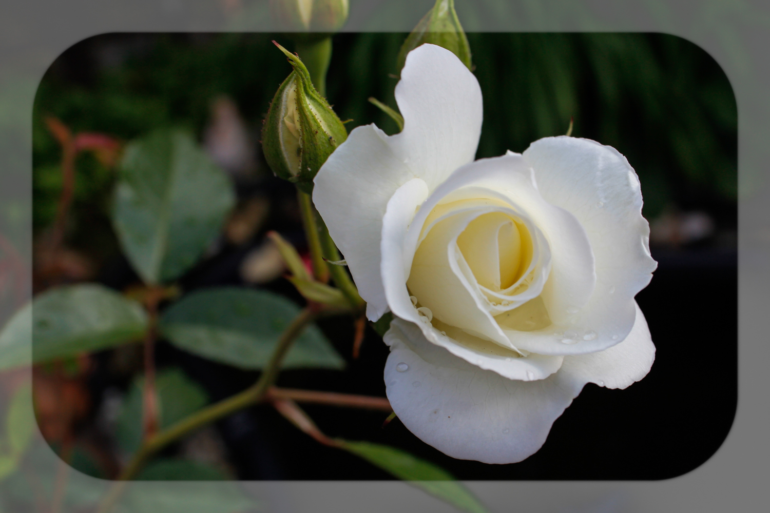 Rose nach dem Regen