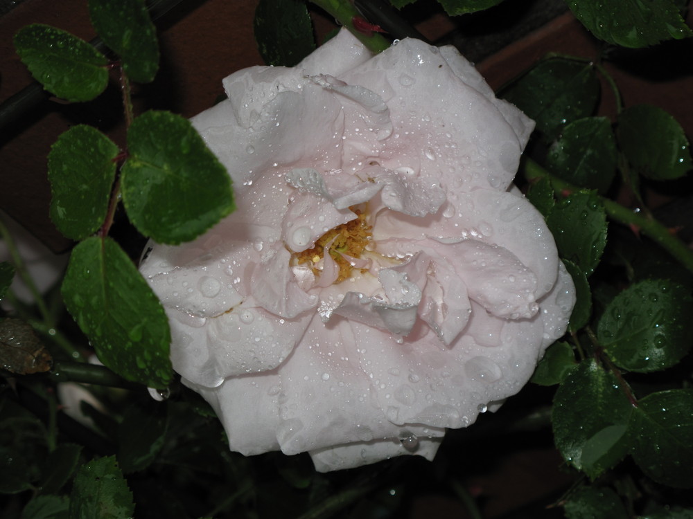 Rose nach dem Regen