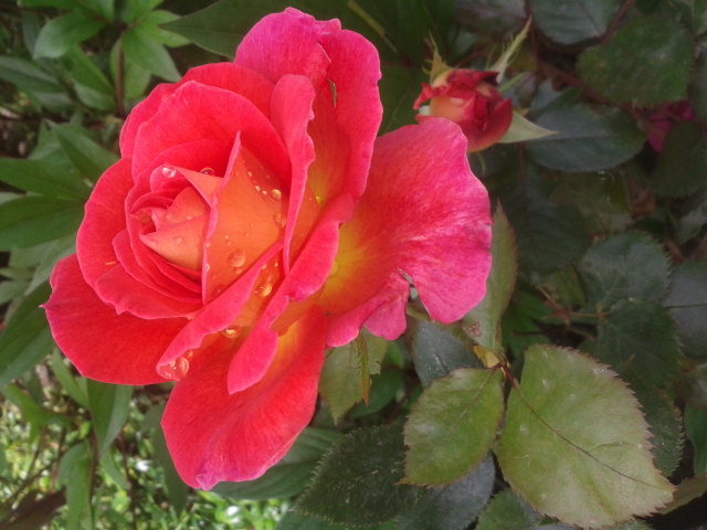 Rose nach dem Regen