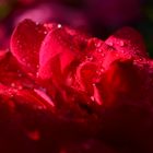 Rose nach dem Regen