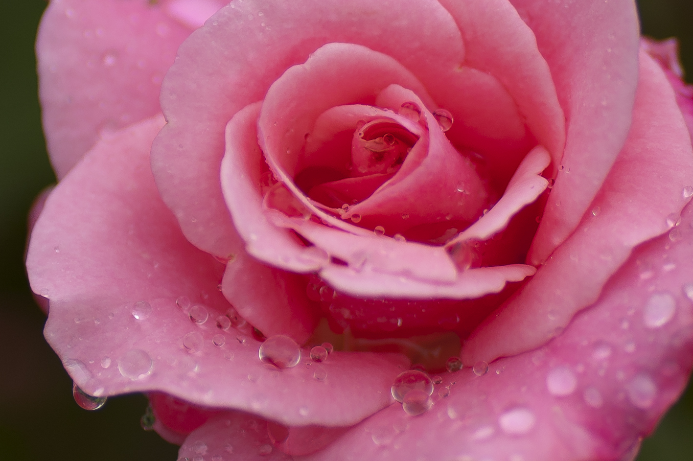 Rose nach dem Regen