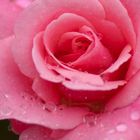 Rose nach dem Regen