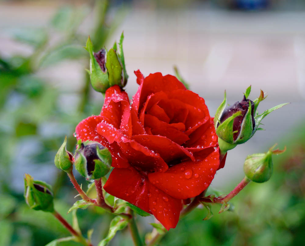 Rose nach dem Regen