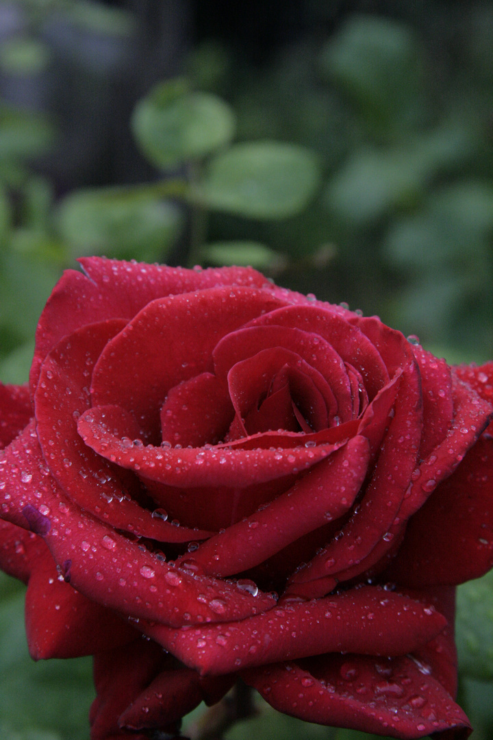 Rose nach dem Regen