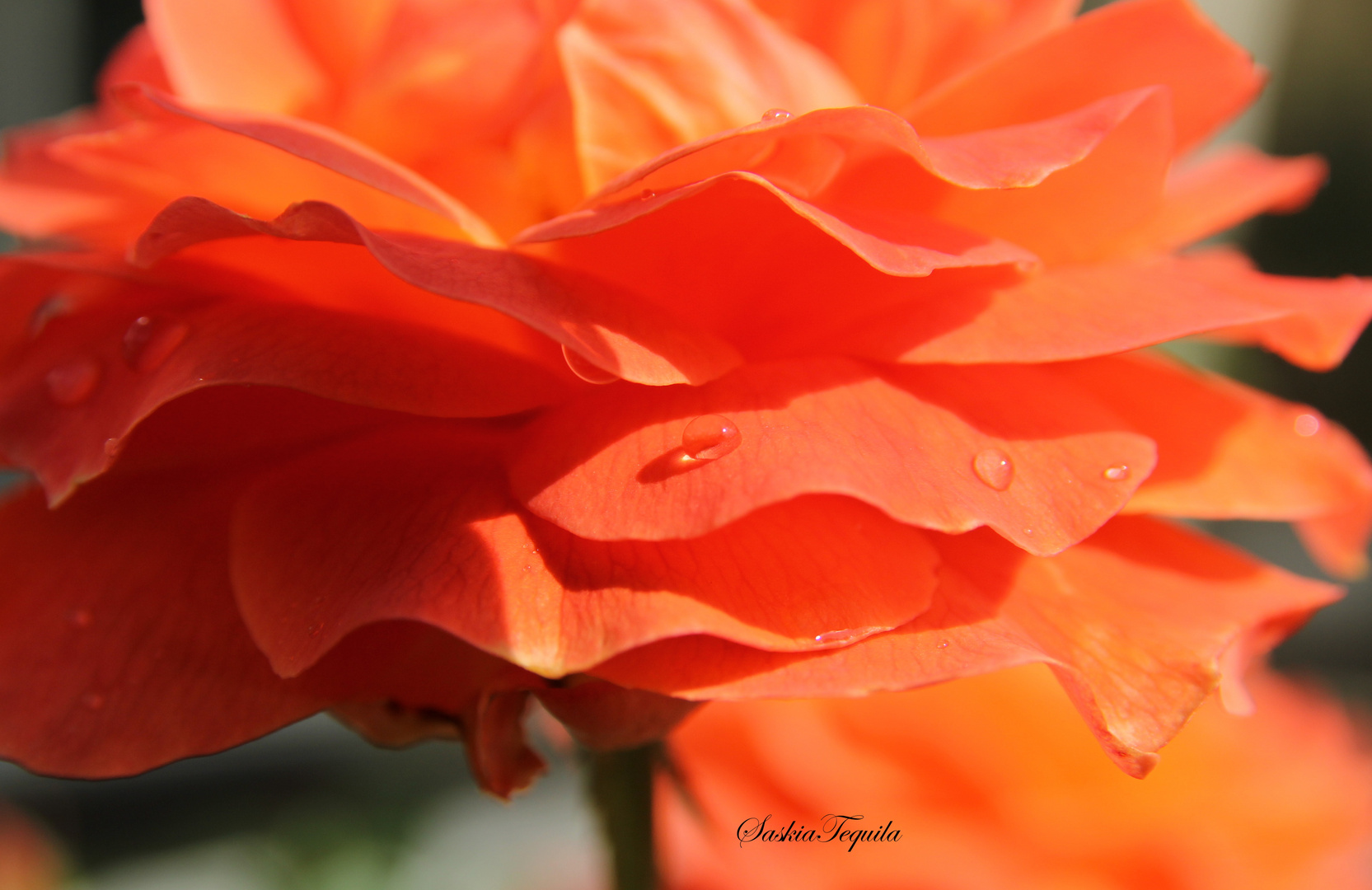 Rose nach dem Regen