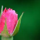 Rose nach dem Regen.