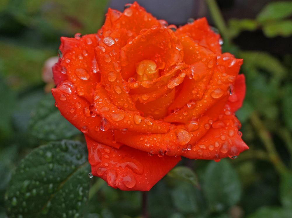 Rose nach dem Regen