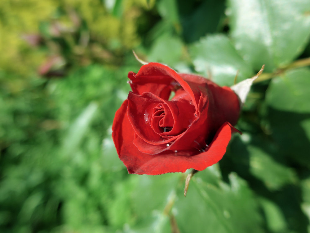 Rose nach dem Regen