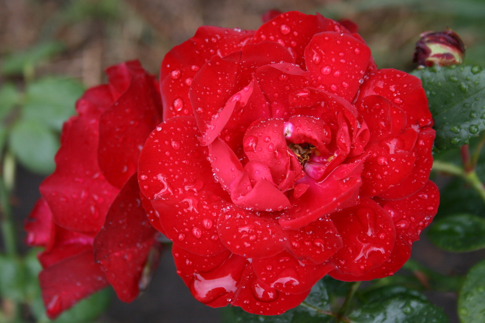 Rose nach dem Regen