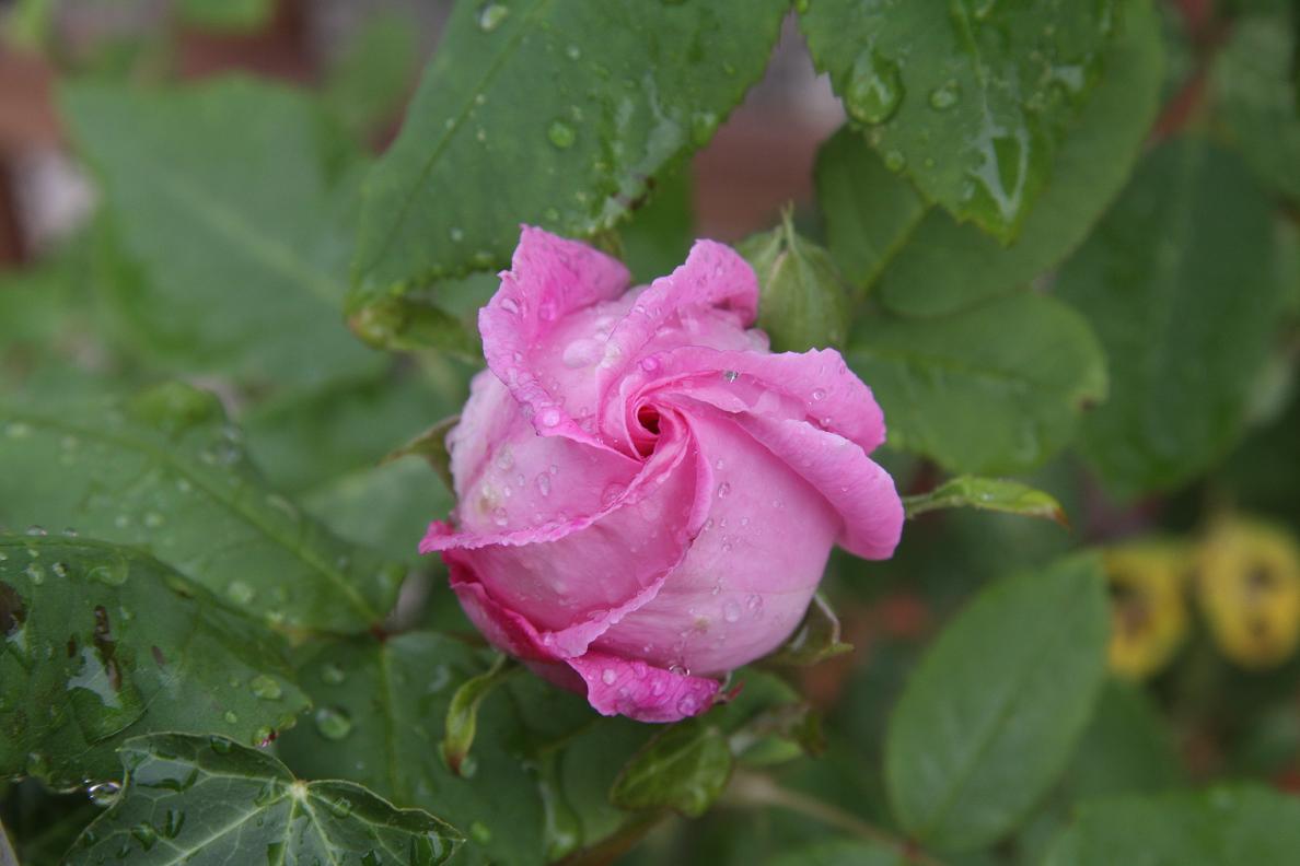 Rose nach dem Regen