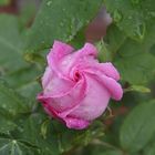 Rose nach dem Regen