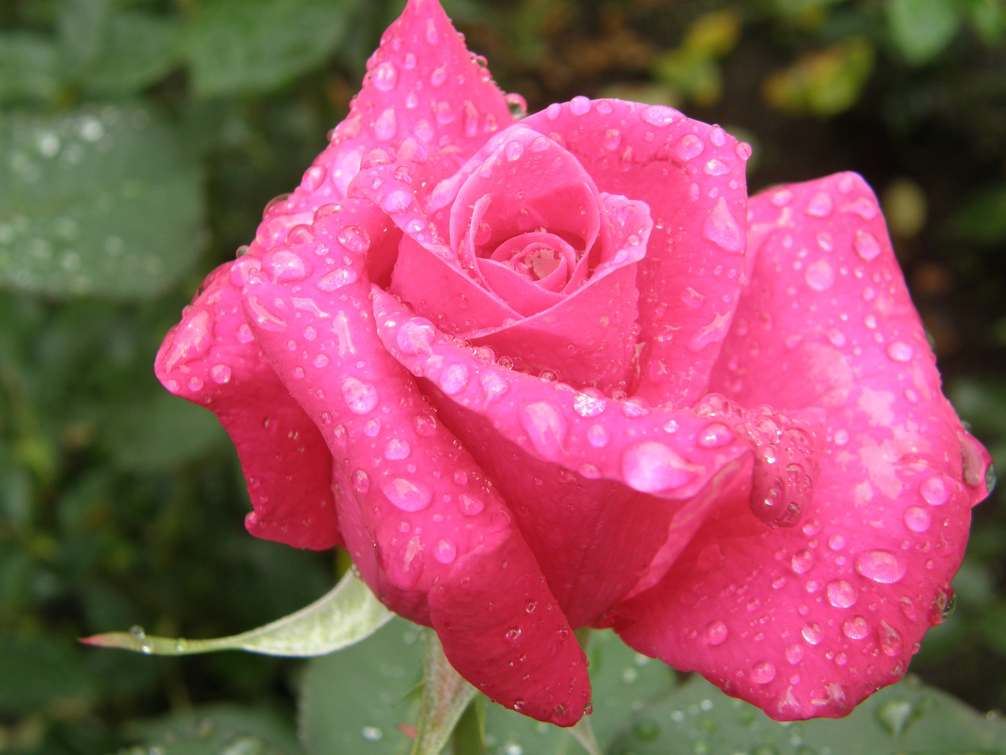 Rose nach dem Regen