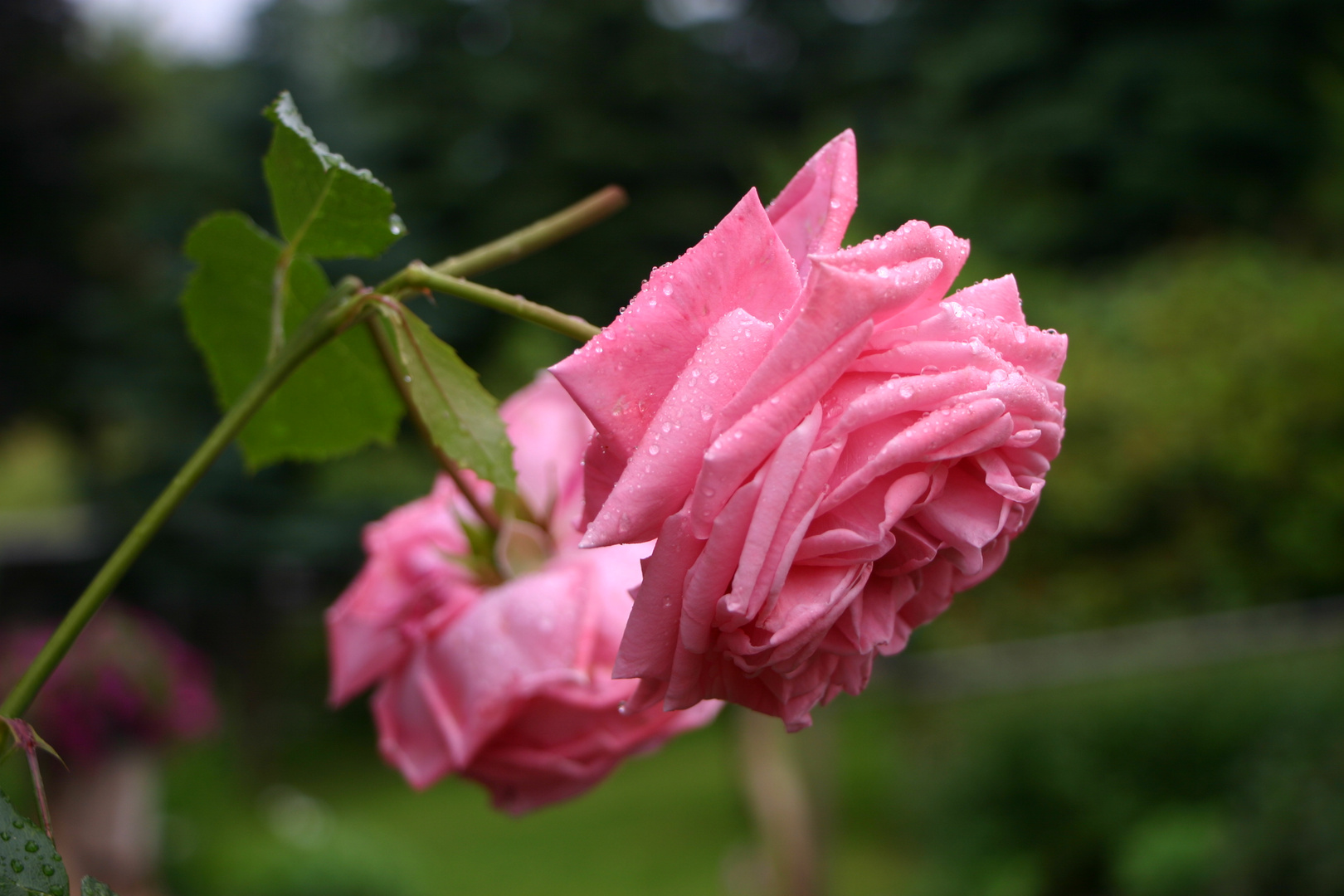 Rose nach dem Regen