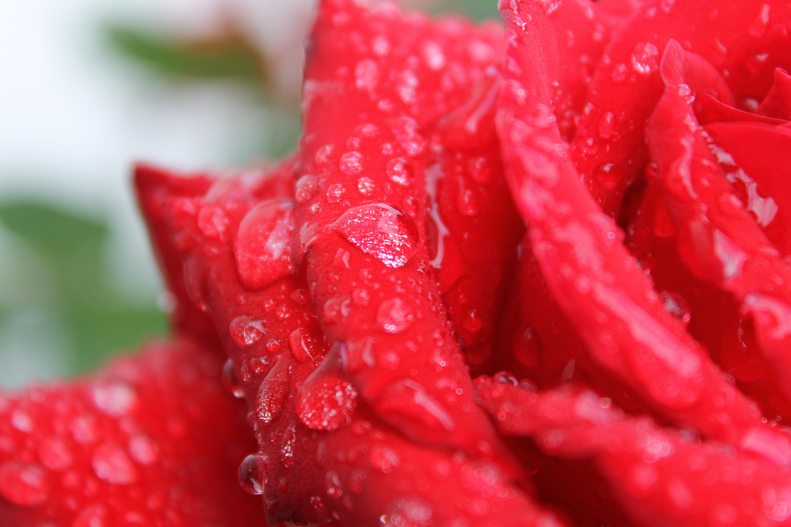 Rose nach dem Regen