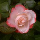 rose nach dem regen