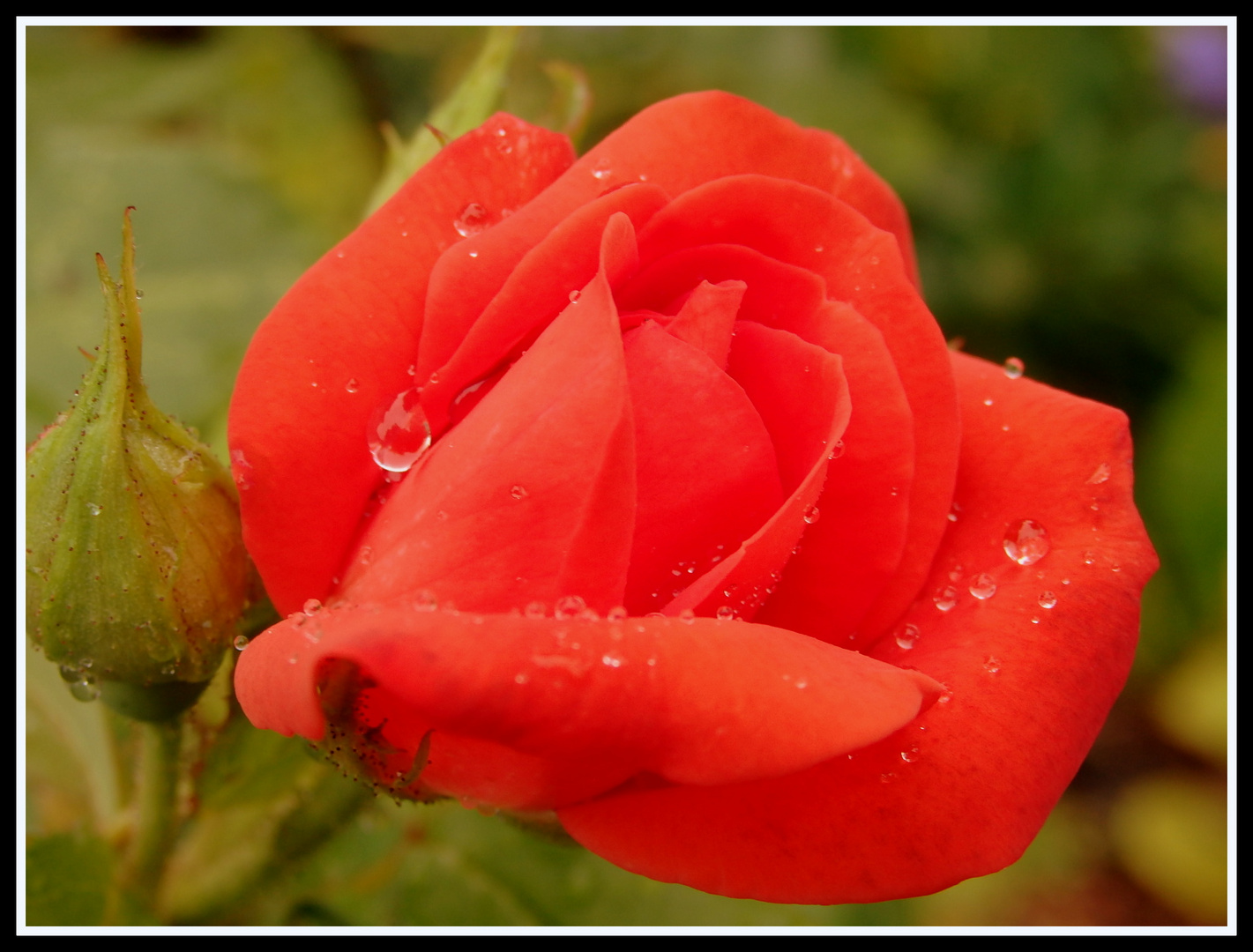 Rose nach dem Regen