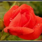 Rose nach dem Regen