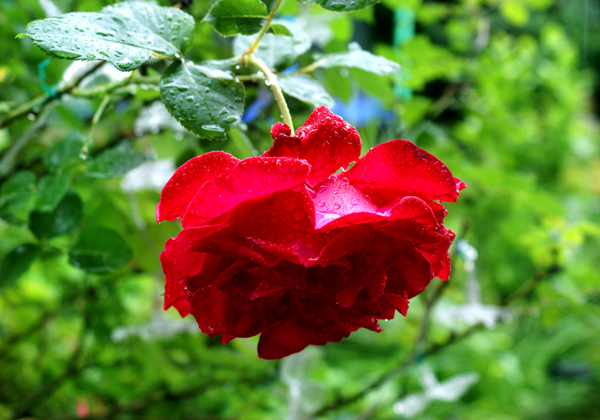 Rose nach dem Regen