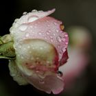 Rose nach dem Regen