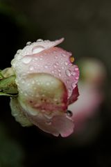 Rose nach dem Regen