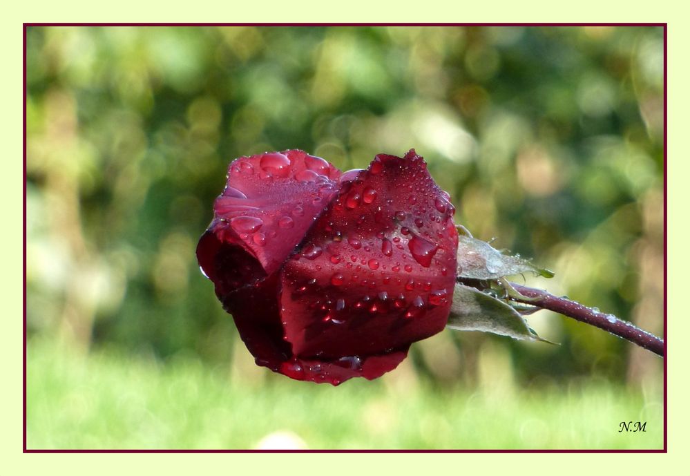 Rose nach dem Regen..