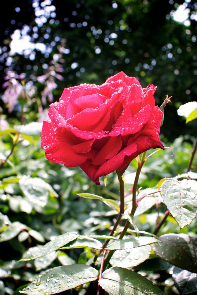 Rose nach dem Regen