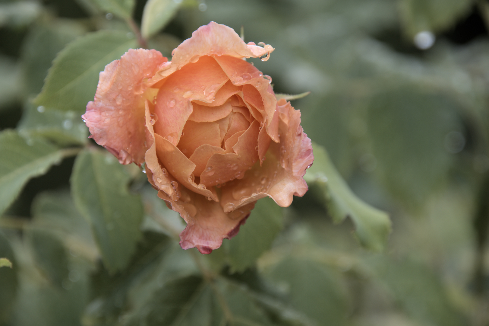 Rose nach dem Regen