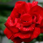 Rose nach dem Regen