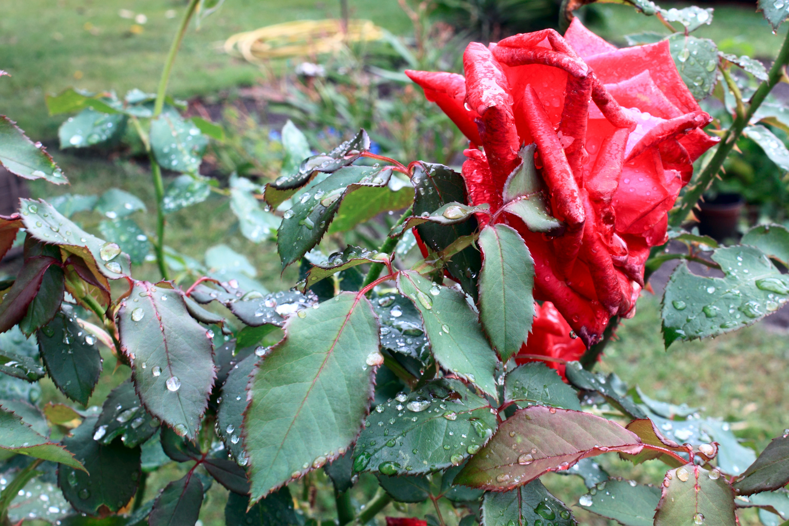 Rose nach dem Regen