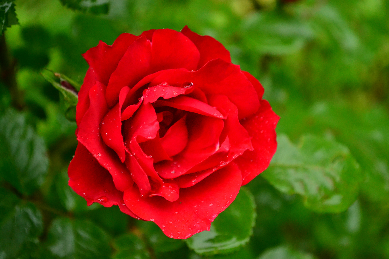 Rose nach dem Regen