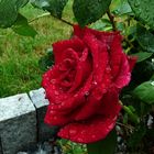 Rose nach dem Regen