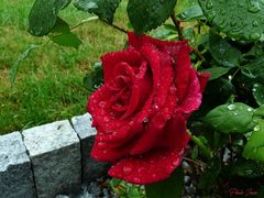 Rose nach dem Regen