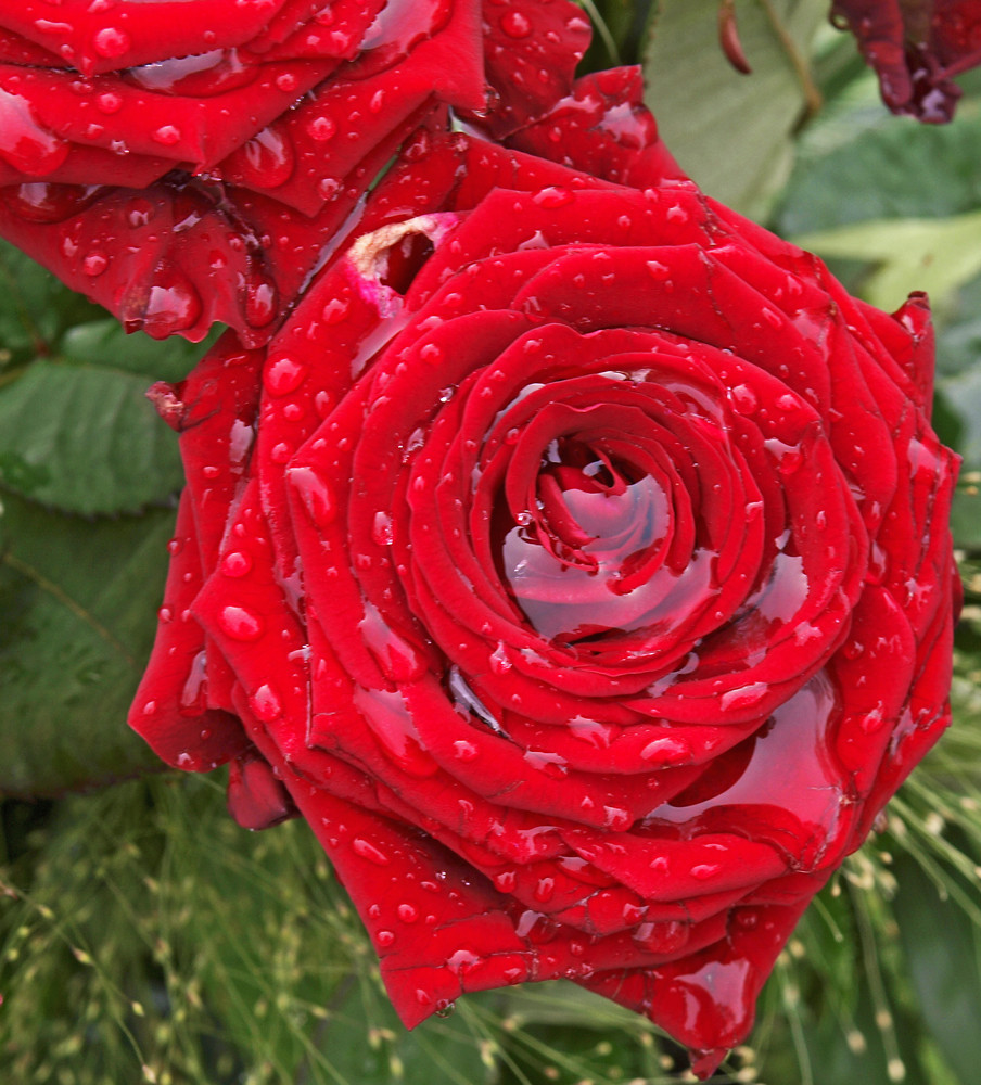 Rose nach dem Regen