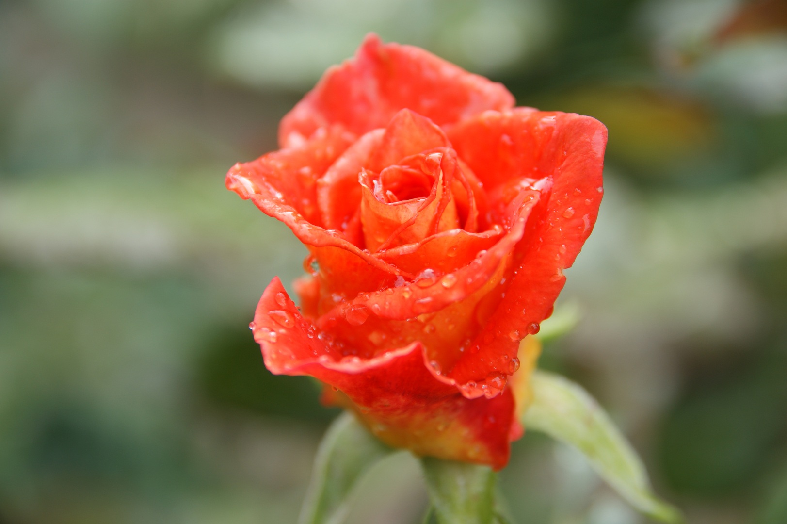 Rose nach dem Regen