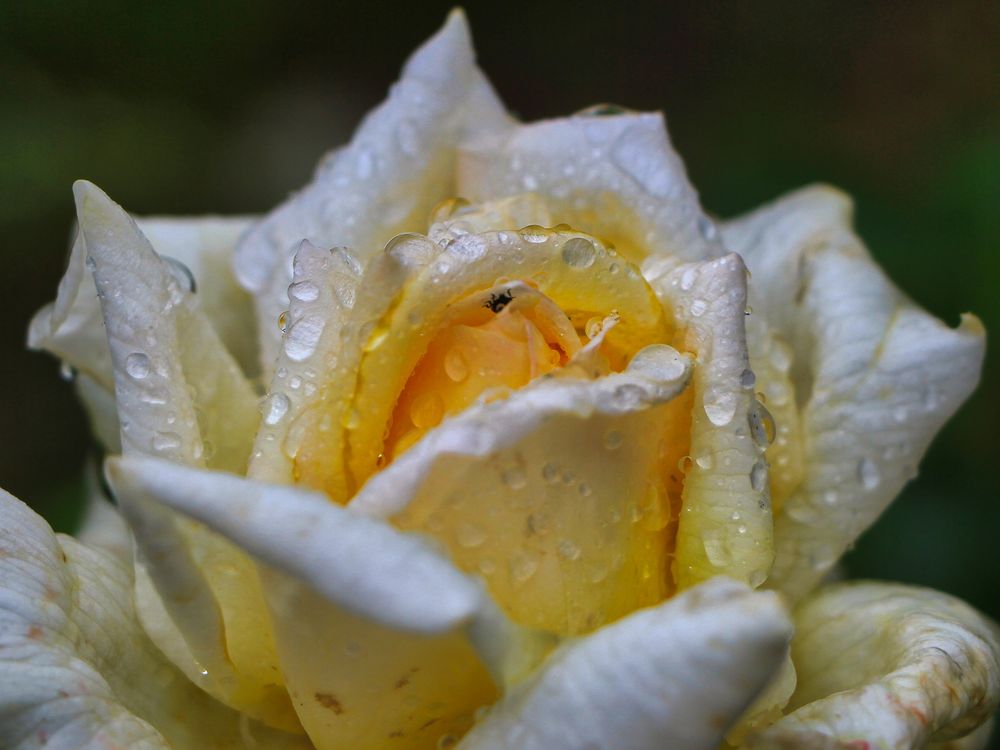 Rose nach dem Regen 